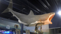 MEGALODON - rekin gigant, mioceński postrach oceanów. /youtube