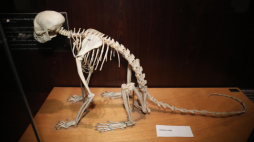 Eksponat w Muzeum Ewolucji Instytutu Paleobiologii PAN w Warszawie. Fot. Albert Zawada (PAP)