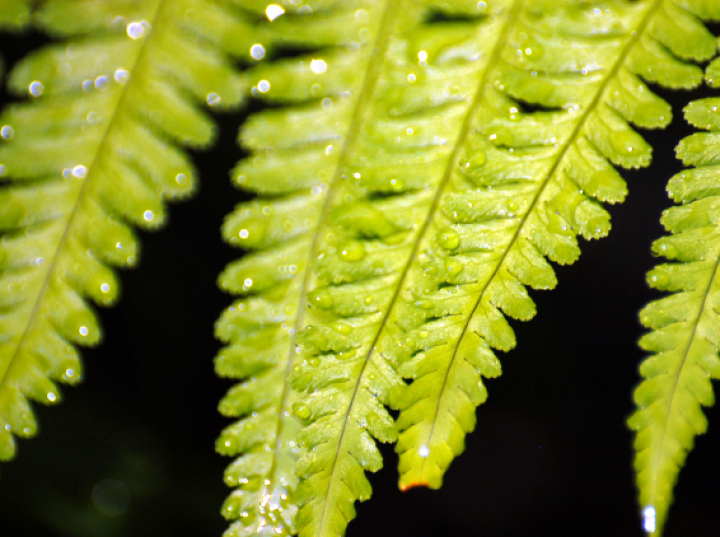 Naukowcy badają nieznaną nauce paproć sprzed 300 mln lat