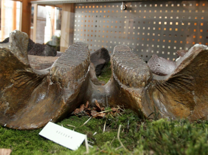 Szczątki mamuta na budowie drogi ekspresowej w pobliżu Zamościa