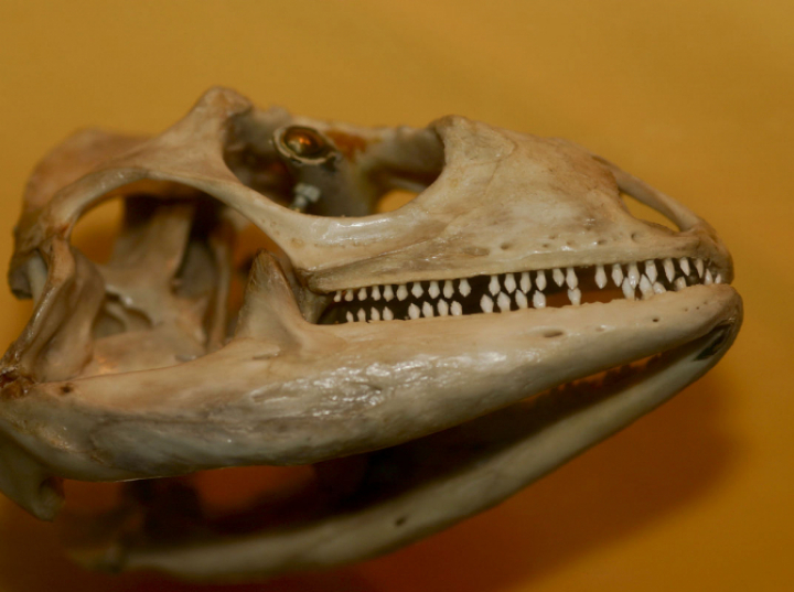 Paleontolog: gatunki gadów i płazów w dżunglach Europy sprzed 37 mln lat były niezwykle zróżnicowane