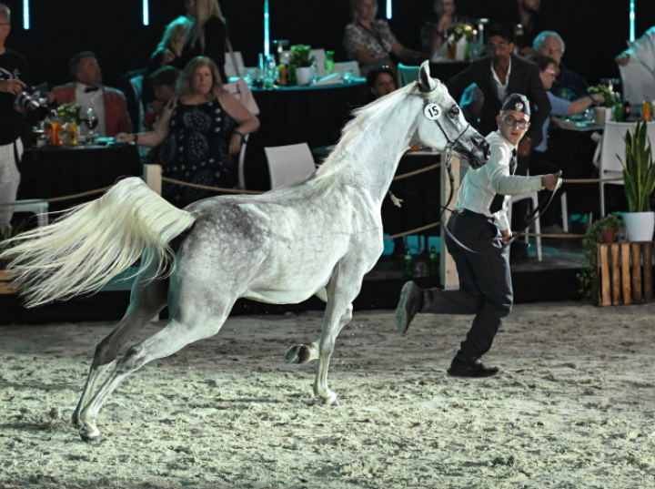 115 koni na Narodowym Pokazie Koni Arabskich w Janowie Podlaskim