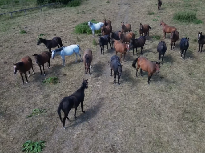 Konie od hrabiego Krasińskiego; obejrzyj wideo