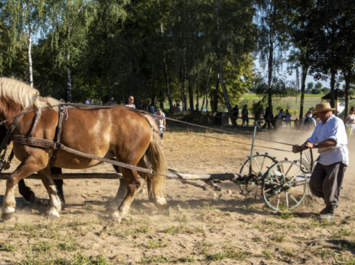 Skansen w Sierpcu zaprasza na wykopki