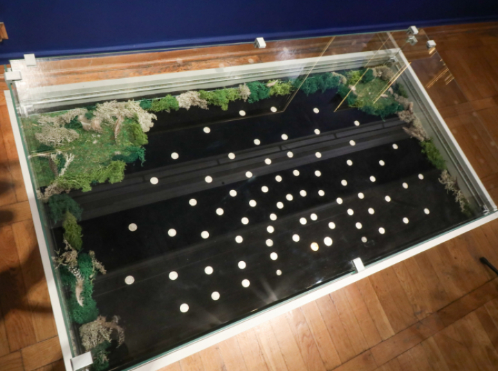 69 monet z XVII w. znaleźli eksploratorzy w Puszczy Knyszyńskiej