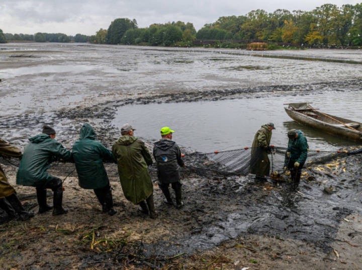 W Stawach Milickich coroczny odłów ryb; od lat tradycyjnymi metodami (wideo)