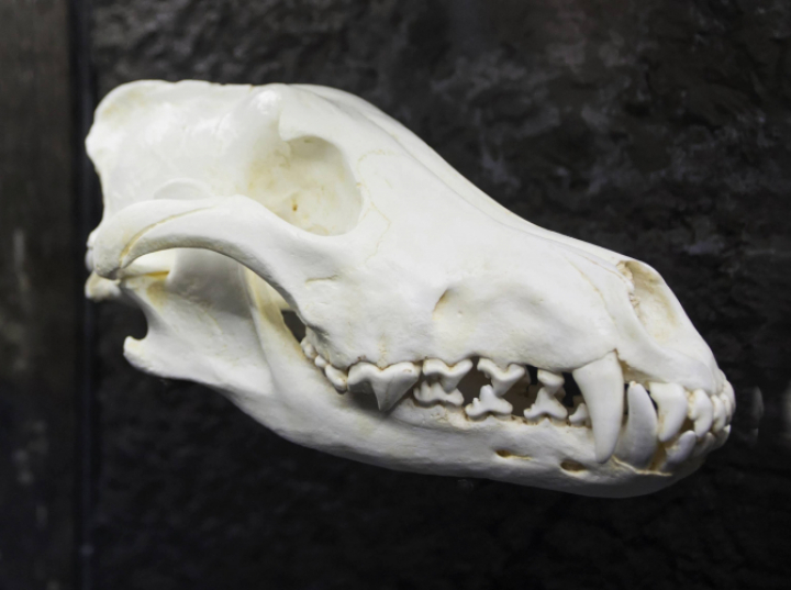 Naukowcy znaleźli na wyspie Stora Karlsoe kości wilków sprzed kilku tysięcy lat