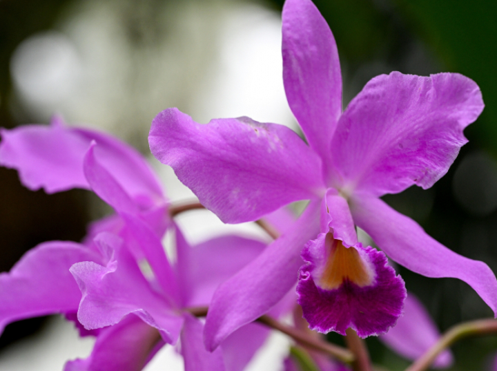 Cattleye - ulubione orchidee Potockich zakwitły w zamkowej storczykarni w Łańcucie