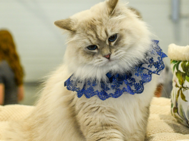 Kot domowy zadomowił się w Europie stosunkowo późno