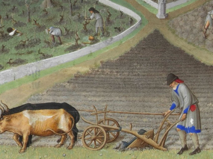 Naukowiec: średniowieczna trójpolówka dała Europie rekordową bioróżnorodność