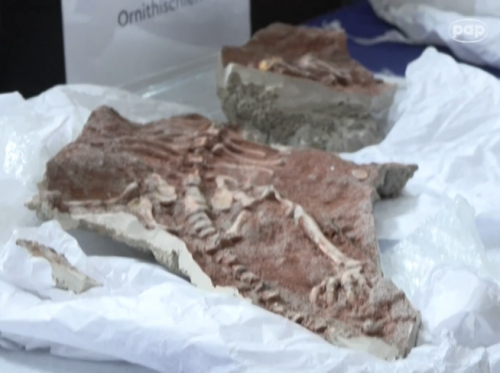 Francja zwraca Mongolii bezcenny szkielet tarbozaura z przemytu