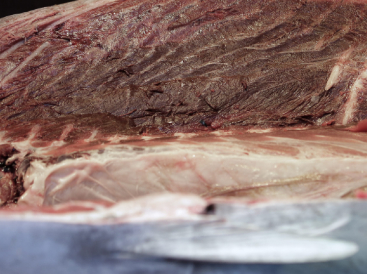 W Portugalii odkryto najstarszą skamieniałość tuńczyka - ma 20 mln lat