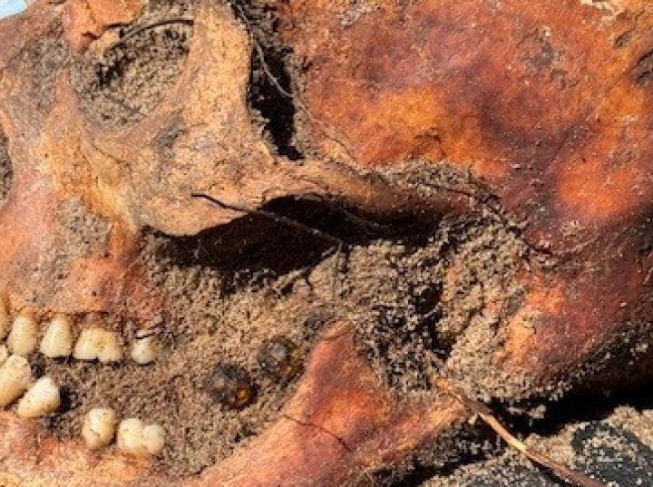 Na Wyspie Sobieszewskiej w Gdańsku odkryto szczątki niemieckiego żołnierza z różańcem w ustach