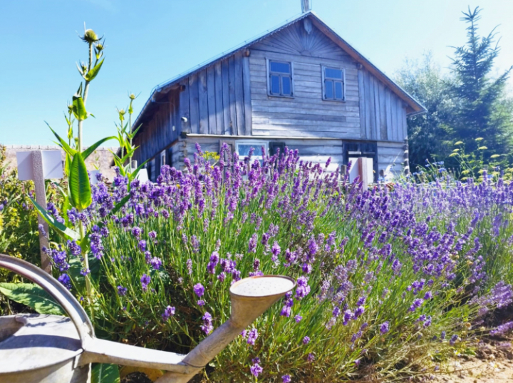 Skansen Osadnictwa Nadwiślańskiego na Mazowszu planuje sadzenie ziemniaków starych odmian