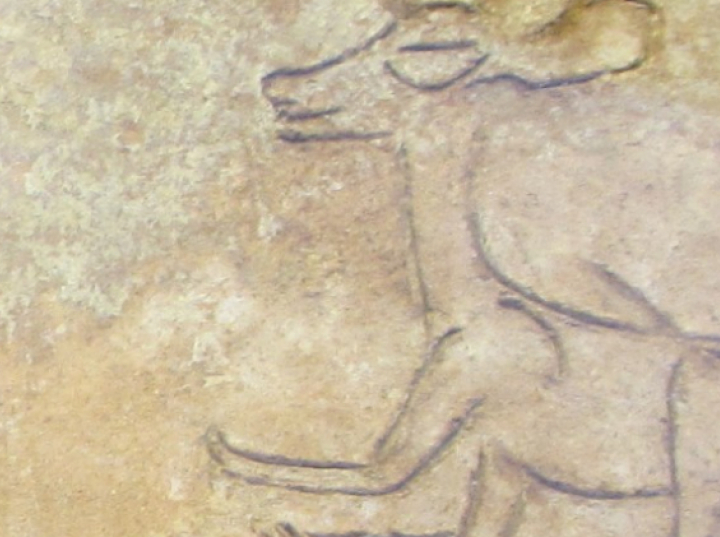 W okresie prekolumbijskim Majowie sprowadzali szczenięta z odległych miejsc