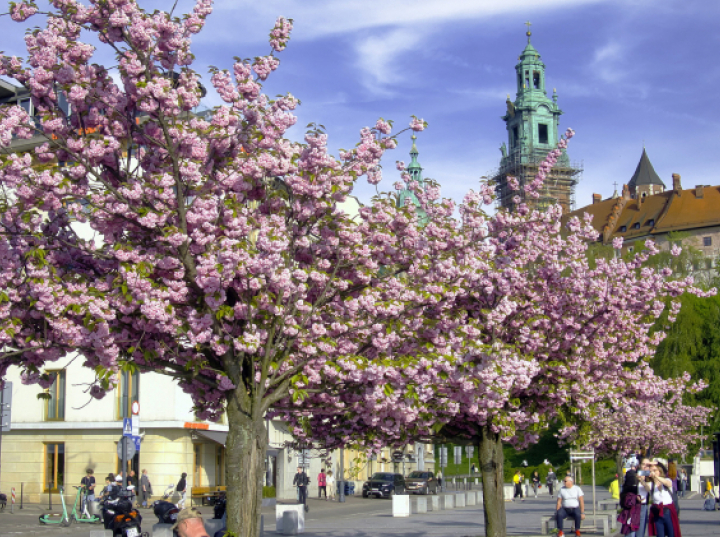 Plac pod Wawelem zostanie przebudowany