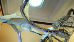 Model Ozimka Volans zaprezentowany na konferencji prasowej poświęconej odkryciu polskich paleontologów. Fot. PAP/J. Turczyk