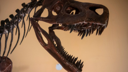 	WaWystawa "Smok wawelski i jego ofiara Lisowicja bojani" w Muzeum Ewolucji Instytutu Paleobiologii PAN w Warszawie. Fot. PAP/A. Lange