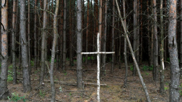 Brzozowy krzyż na skraju lasu przy tzw. trupim polu w rejonie wsi Ostrówki na Ukrainie, gdzie polscy specjaliści w 2011 r. poszukiwali ofiar zbrodni wołyńskiej. Fot. PAP/D. Delmanowicz