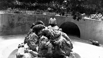 Borsuki na wybiegu w Ogrodzie Zoologicznym w Krakowie. 1933 r. Fot. NAC