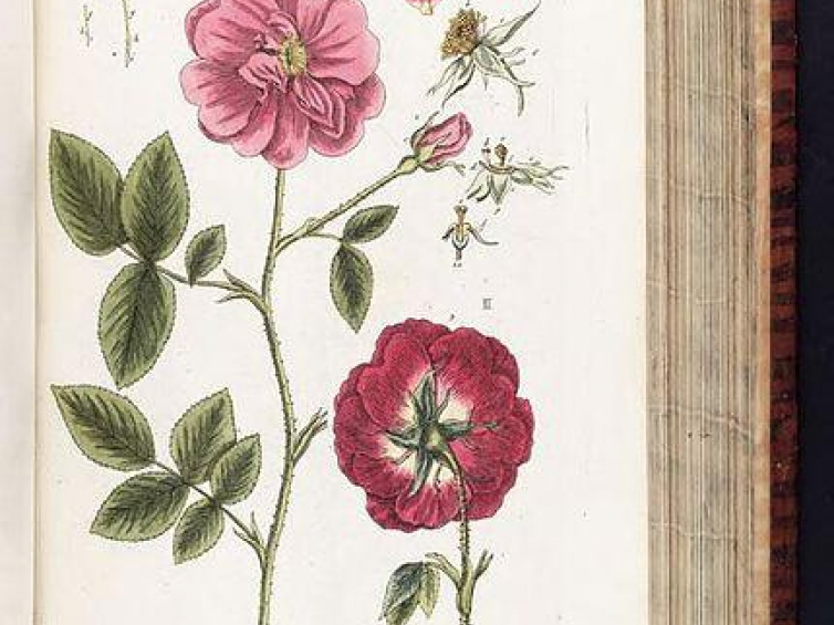 „Herbarium” Elizabeth Blackwell. Źródło: Wikimedia Commons