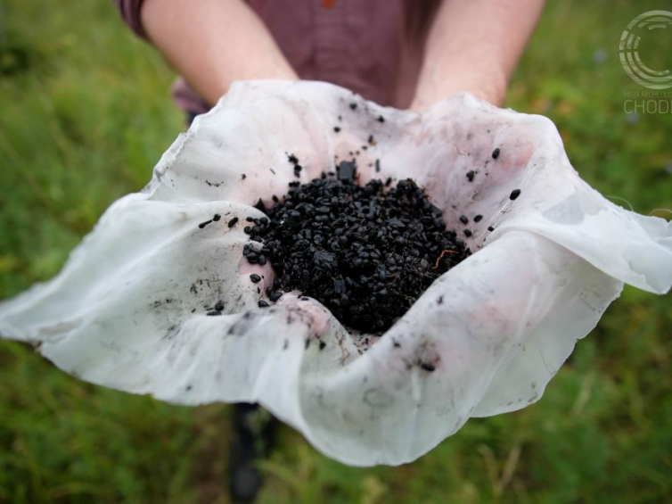 Dzięki flotacji (płukaniu) gleby pochodzącej z pozostałości wczesnośredniowiecznego budynku odkryto szczątki wczesnośredniowiecznych zbóż i roślin z rodziny bobowatych - m.in.grochu, bobiku, soczewicy. Fot. Ł. Miechowicz