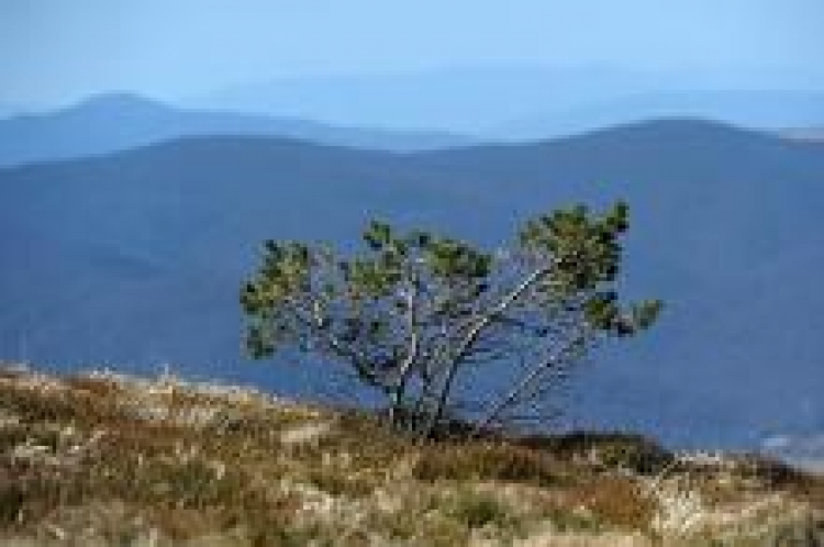 Widok na szczyty z Przełęczy (1275 m n.p.m.) w Bieszczadach. Fot. PAP/D. Delmanowicz