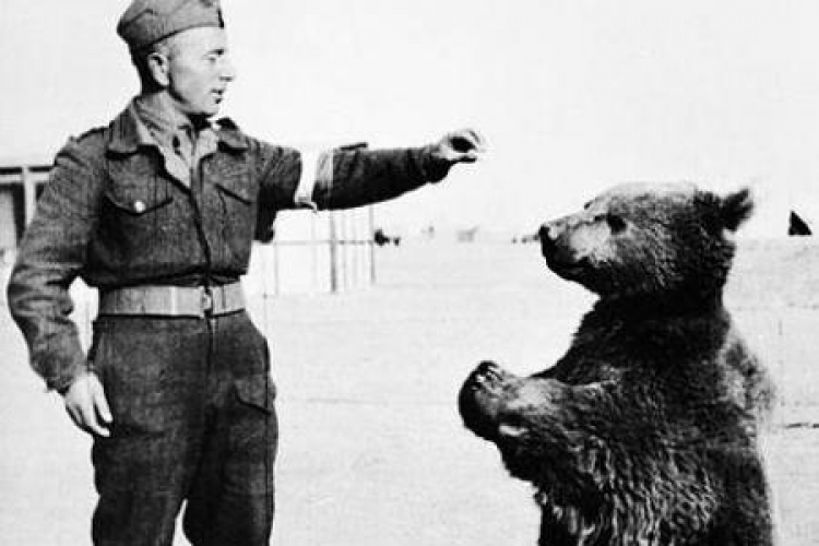 Niedźwiedź Wojtek. Fot. Wikipedia