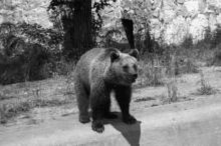 Niedźwiedź brunatny w Miejskim Ogrodzie Zoologicznym we Wrocławiu (1948). Fot. PAP/CAF