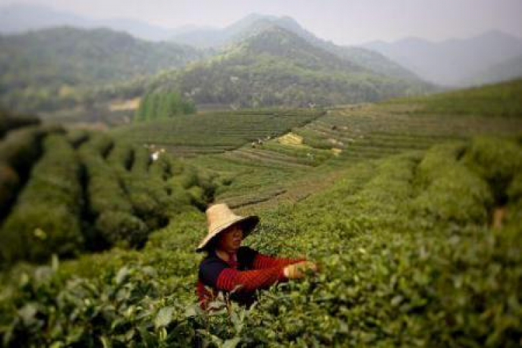 Plantacja herbaty w Chinach. Fot. PAP/EPA