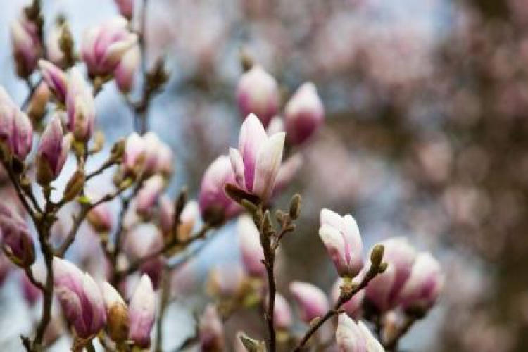 Kwitnące magnolie. Fot. PAP/M. Zakrzewski 