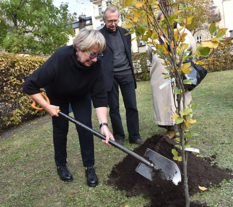 Poeci Ewa Lipska (L), Bronisław Maj (C) i Urszula Kozioł (P) podczas uroczystego posadzenia Akacji Wisławy Szymborskiej oraz Buka (na zdj.) Kornela Filipowicza w Krakowie. Fot. PAP/J. Bednarczyk