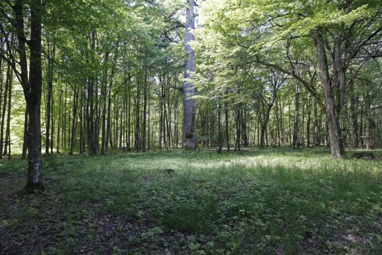 Puszcza Białowieska. Fot. PAP/A. Reszko