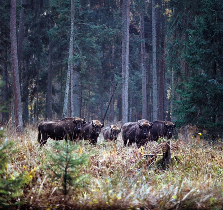 Białowieski Park Narodowy. Fot. PAP/M. Musiał 