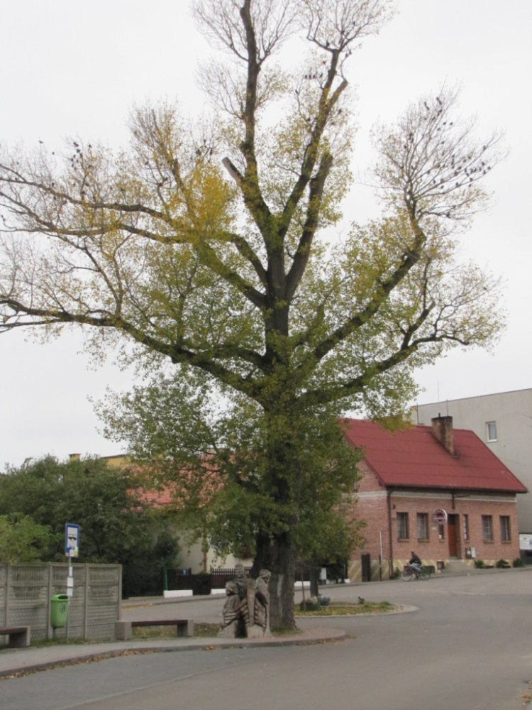 Topola Helena. Fot. Archiwum Klubu Gaja