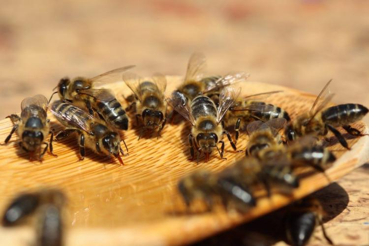 Pszczoły w pasiece. Fot. PAP/T. Wojtasik