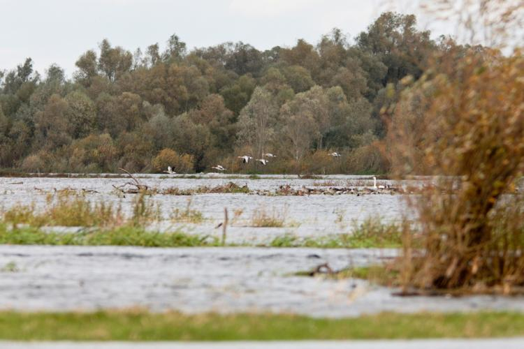 Ptactwo wodne i błotne na terenie Parku Narodowego "Ujście Warty" w okolicach Słońska. Fot. PAP/L. Muszyński