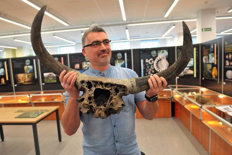 Kierownik Muzeum Geologicznego USz Robert Woziński z fragmentem czerepu tura z rogami, znalezionego przez Pana Zdzisława Podolaka w Pilchowie. Fot. PAP/M. Bielecki