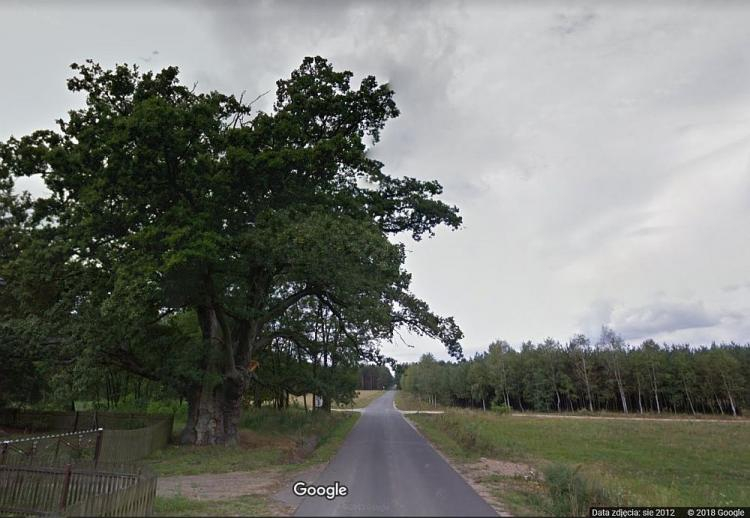 Dąb Bartek w Kotwasicach. Źródło: Google Maps - Street View