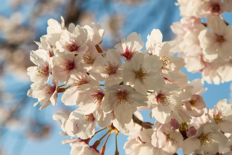 Wiśnia japońska (sakura). Fot. PAP/J. Kostrzewski