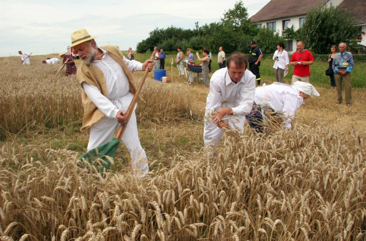 Turniej Żniwowania Metodami Tradycyjnymi "Złota Kosa". Fot. PAP/K. Świderski