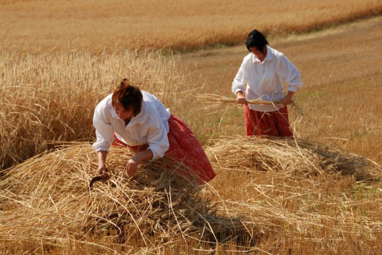 Żniwa. Źródło: Muzeum Wsi Mazowieckiej