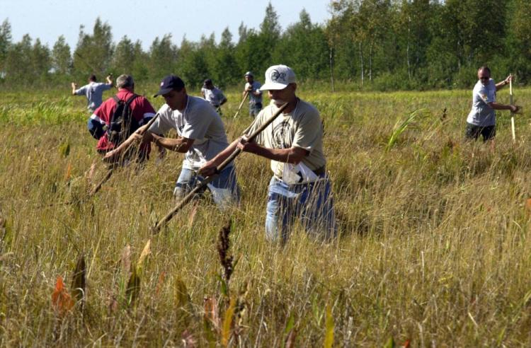 Biebrzańskie Sianokosy. 2004 r. Fot. PAP/L. Stankiewicz