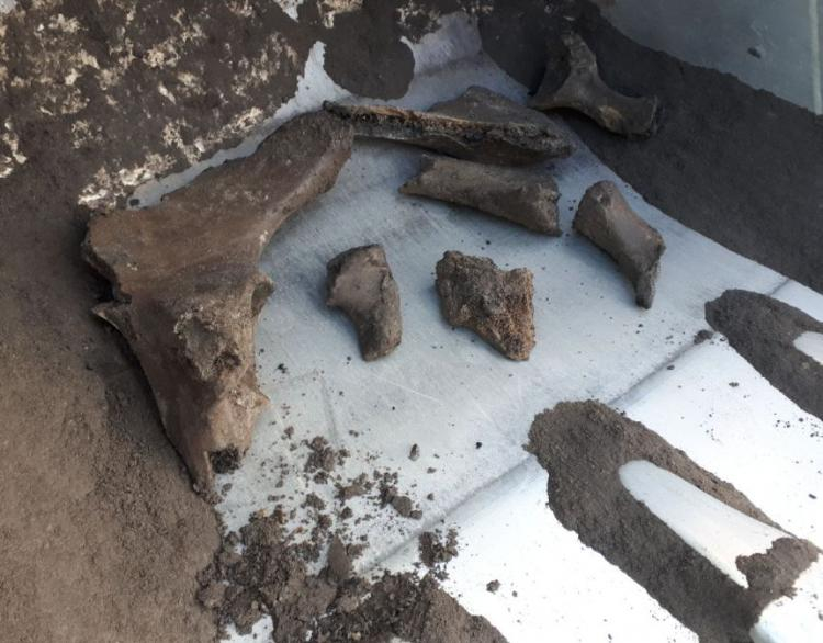 Kilka fragmentów znalezionych kości. Fot. metro