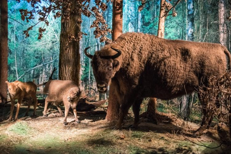 Białowieża, 01.06.2013. Park Pałacowy, Muzeum Przyrodniczo-Leśne Białowieskiego Parku Narodowego. Nz. ekspozycja. Fot. PAP/W. Pacewicz