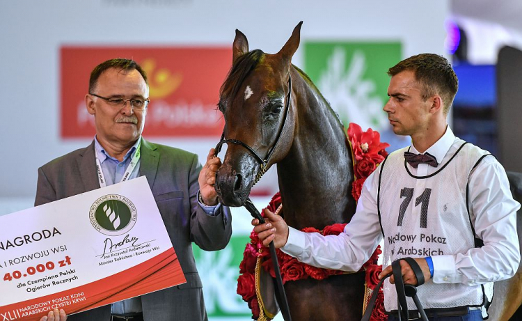 Ogier Ferrum podczas 42. Narodowego Pokazu Koni Arabskich Czystej Krwi w Janowie Podlaskim. Fot. PAP/W. Jargiło