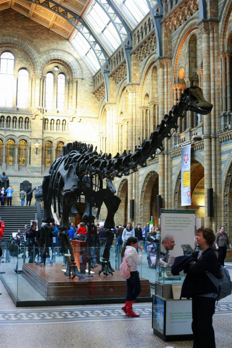 Wnętrze Muzeum Historii Naturalnej w Londynie. Źródło: Wikimedia Commons