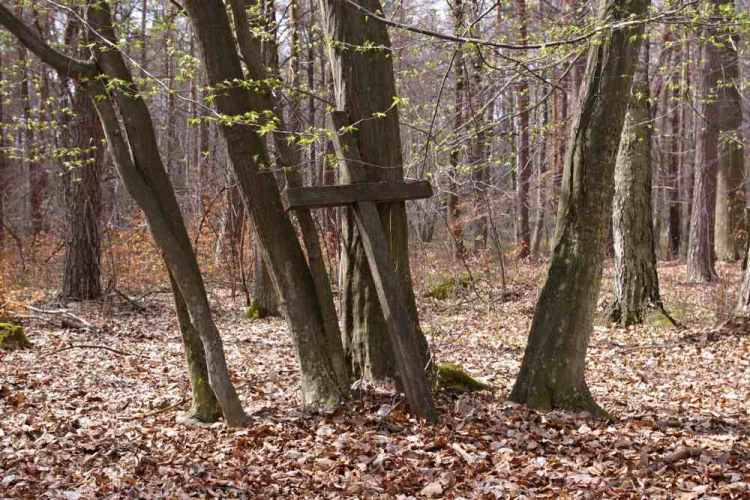 Las Turzański. Fot. Bogusław Kleszczyński. Źródło: IPN O/ Rzeszów