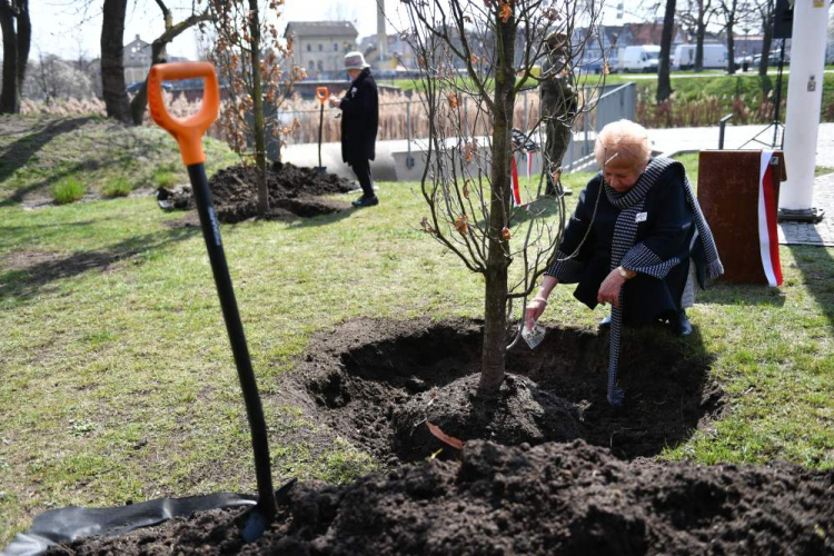 Dzień Pamięci Ofiar Zbrodni Katyńskiej: prezes Stowarzyszenia Rodziny Katyńskiej w Gdańsku Hanna Śliwa-Wielesiuk (P) oraz honorowa prezes Stowarzyszenia Gdańska Rodzina Katyńska Emilia Maćkowiak (L) wysypują ziemię z Katynia podczas uroczystości posadzenia Dębów Pamięci. Gdańsk, 13.04.2023. Fot. PAP/A. Warżawa