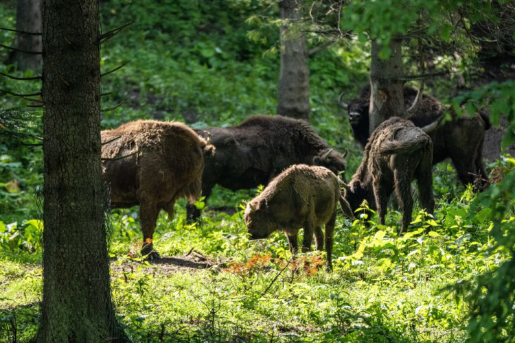 Zagroda pokazowa dla żubrów w Mucznem w Bieszczadach. Fot. PAP/D. Delmanowicz